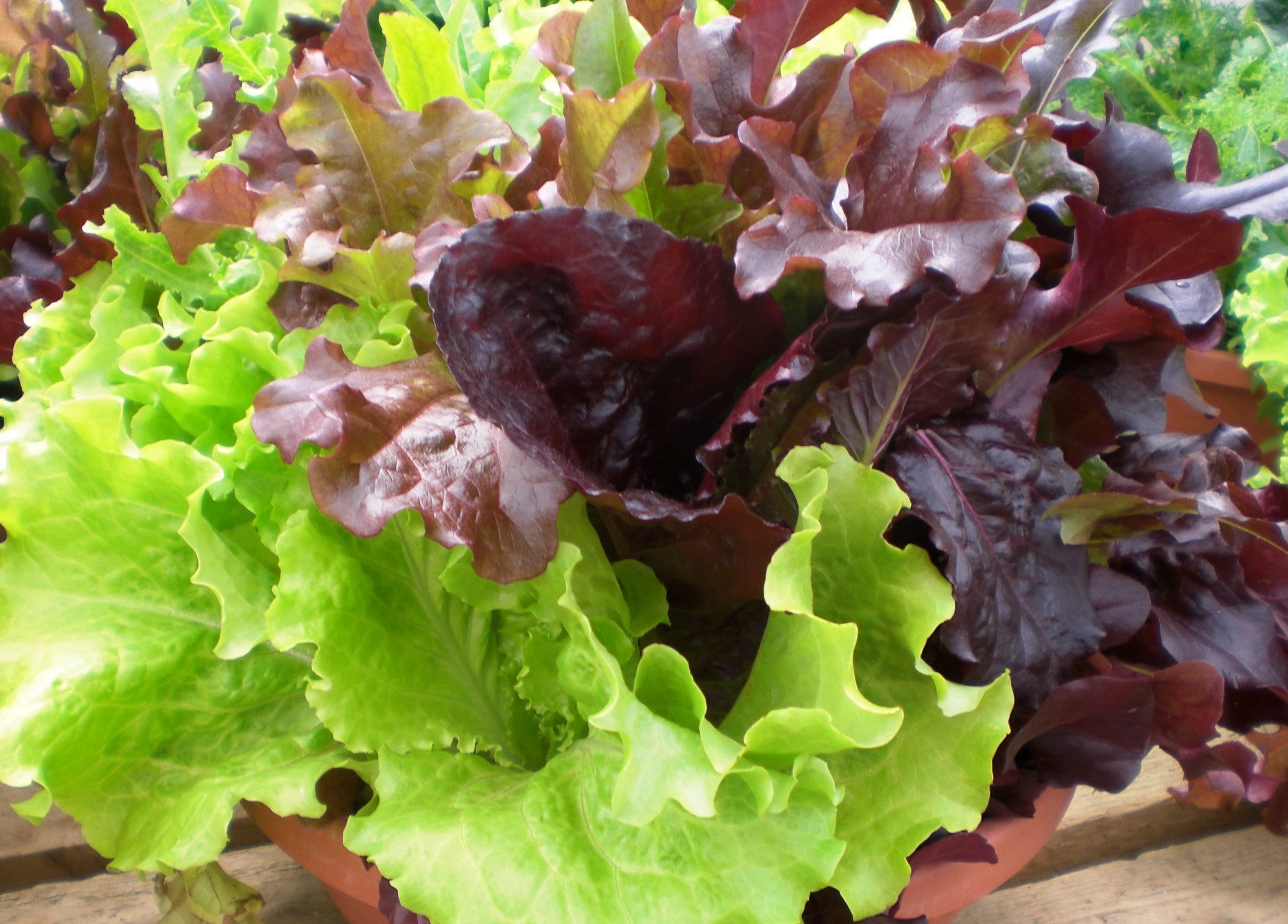 Select Salad Blend Lettuce